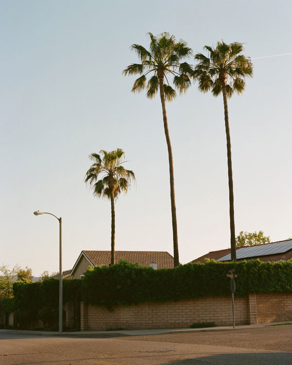 Photo of a LA street with palm trees.