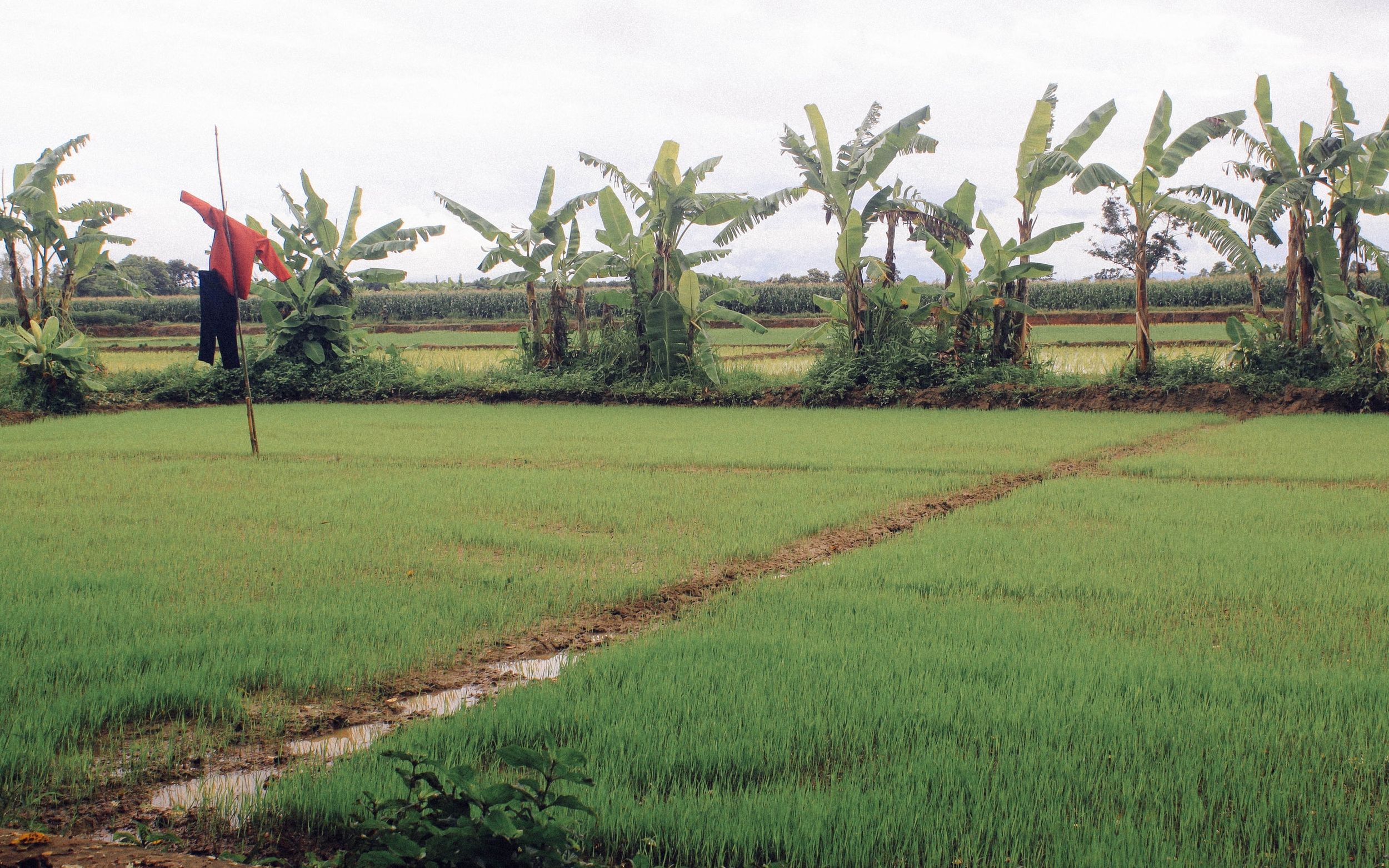 AllSaints x Not For Sale