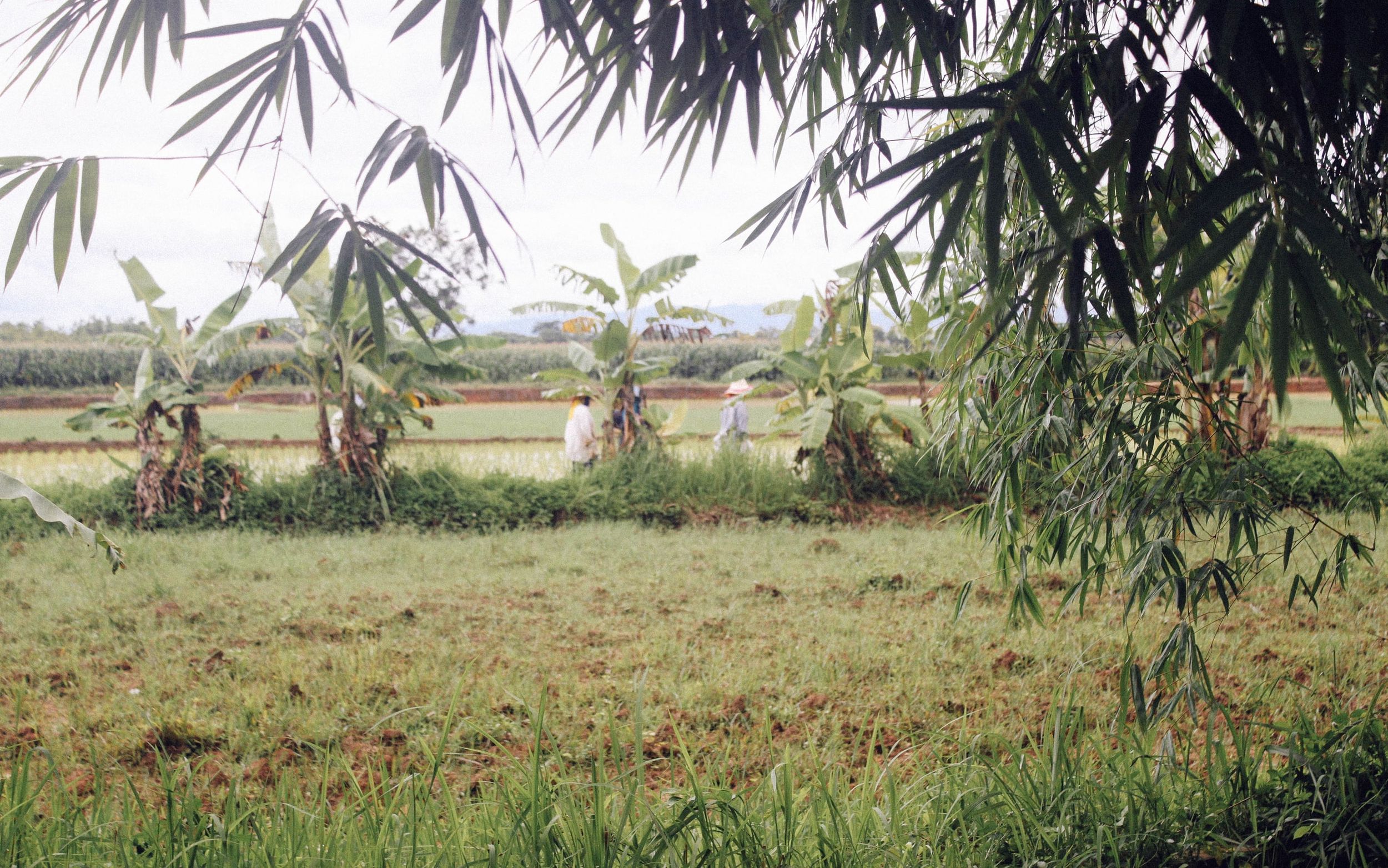 AllSaints x Not For Sale