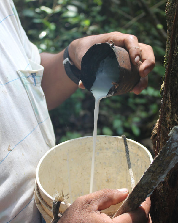 Image of rubber being collected from a rubber tree.